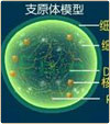 怎样才能全面治疗支衣原体感染？