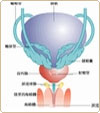                急性膀胱炎患者注意事项