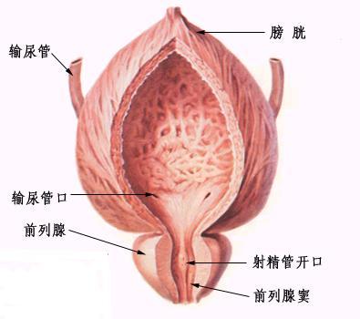 前列腺癌是由什么原因引起的？