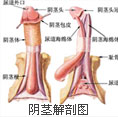 为什么性欲亢进要及早治疗